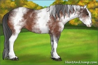 Horse Color:White Spotted Bay 