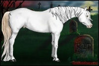 Horse Color:Gold Champagne Appaloosa