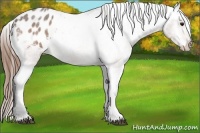 Horse Color:Buckskin Roan Appaloosa Rabicano 