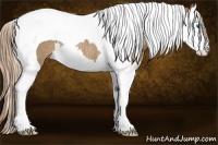 Horse Color:Palomino Splash Tobiano Rabicano 