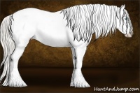 Horse Color:Palomino Pearl Tobiano Appaloosa 