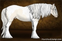 Horse Color:Cremello Tobiano Rabicano 