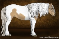 Horse Color:Palomino Tobiano 