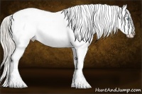 Horse Color:Palomino Pearl Dun Appaloosa Rabicano