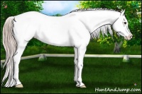 Horse Color:Palomino Appaloosa