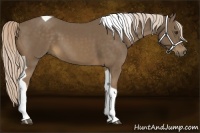 Horse Color:Chocolate Palomino Tobiano