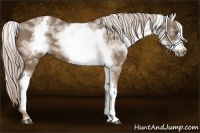 Horse Color:White Spotted Chocolate Palomino Frame