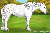 Horse Color:Silver Bay Dun Splash Appaloosa 