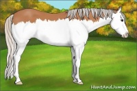 Horse Color:Silver Bay Splash 
