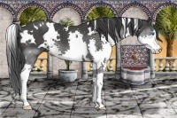 Horse Color:White Spotted Black Splash 