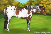 Horse Color:White Spotted Bay Appaloosa 