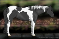 Horse Color:Smoky Black Tobiano 
