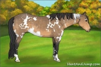 Horse Color:White Spotted Buckskin