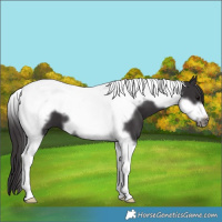 Horse Color:Smoky Black Tobiano Frame 