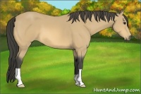 Horse Color:Buckskin 