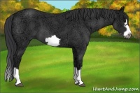 Horse Color:Blue Ice Roan Splash Frame 
