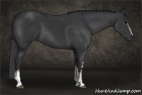Horse Color:White Spotted Black