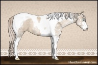 Horse Color:Chocolate Palomino Ice Pearl Sabino Tobiano 
