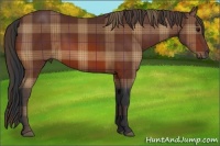 Horse Color:Plaid Bay