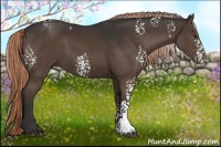 Horse Color:White Spotted Liver Chestnut 