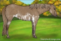Horse Color:Liver Red Dun Splash  Brindle