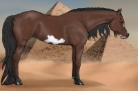 Horse Color:Bay Frame