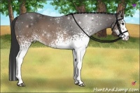 Horse Color:White Spotted Buckskin