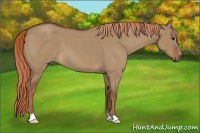 Horse Color:Red Dun Roan 