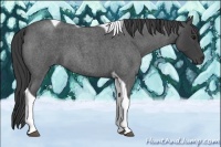 Horse Color:Smoky Blue Roan Tobiano 