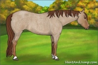 Horse Color:Red Dun Roan 
