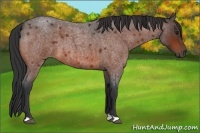 Horse Color:Bay Roan 