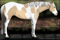 Horse Color:Amber Cream Champagne Splash Tobiano