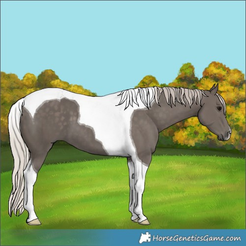 Horse Color:Silver Black Tobiano 