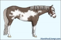 Horse Color:Silver Black Sabino Splash Frame