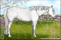 Horse Color:Chocolate Palomino Dun Sabino 