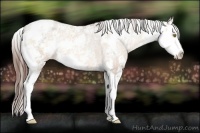 Horse Color:Amber Champagne Sabino Splash Appaloosa Rabicano