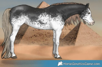 Horse Color:White Spotted Liver Chestnut Rabicano 