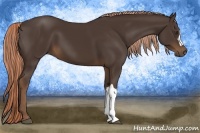 Horse Color:Liver Chestnut