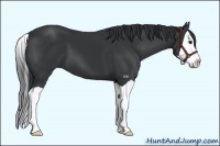 Horse Color:Black Splash 