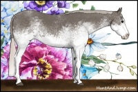 Horse Color:White Spotted Silver Black Splash Rabicano 