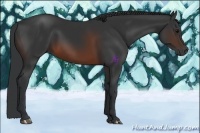 Horse Color:Brown 