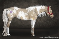 Horse Color:White Spotted Silver Smoky Grullo 