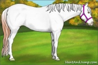 Horse Color:Amber Champagne Splash Tobiano Varnish Rabicano 