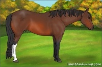 Horse Color:Bay 