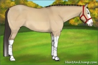 Horse Color:Amber Champagne Dun Splash
