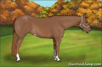 Horse Color:Chestnut Sabino