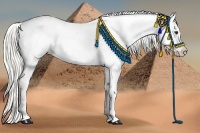 Horse Color:Liver Red Dun Appaloosa 