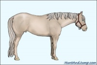 Horse Color:Chocolate Palomino Pearl Sabino