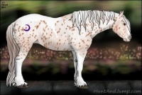Horse Color:Bay Splash Tobiano Appaloosa