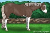 Horse Color:Silver Black Sabino 